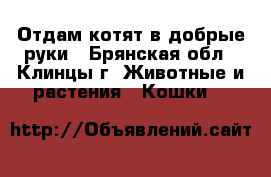 Отдам котят в добрые руки - Брянская обл., Клинцы г. Животные и растения » Кошки   